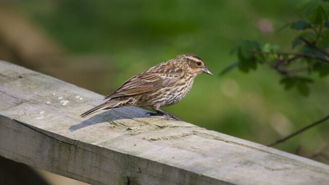 Blackbird on a seed-dotted fence