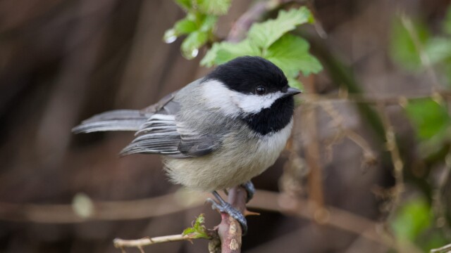 Black-capped chickadee on a branch