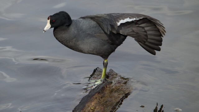 A coot stretching mightily