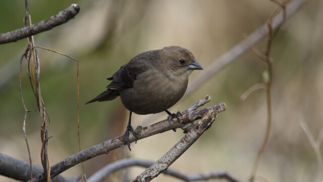 The first cowbird I've caught a photo of this year