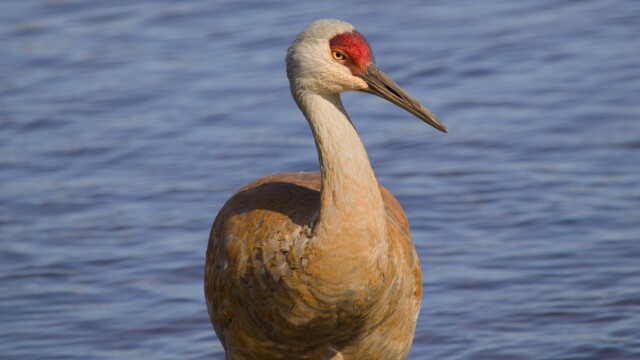 A resplendently orange-hued Sandhill crane