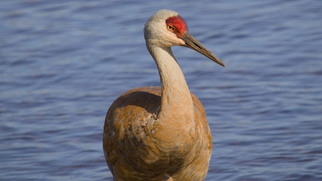 A resplendently orange-hued Sandhill crane