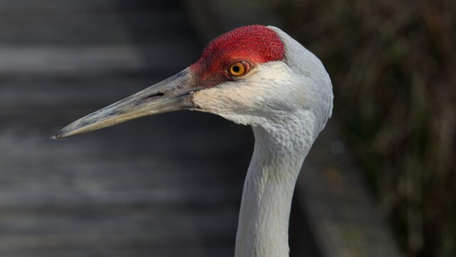Sandhill crane close-up