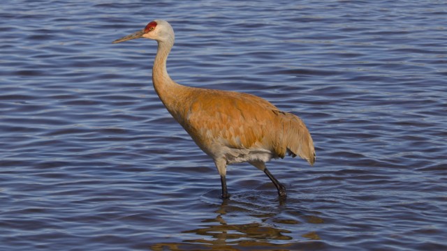 Sandhill crane strutting through the shallows