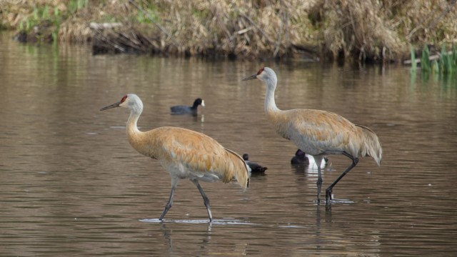 A pair of sandhill cranes making their way across the shallows