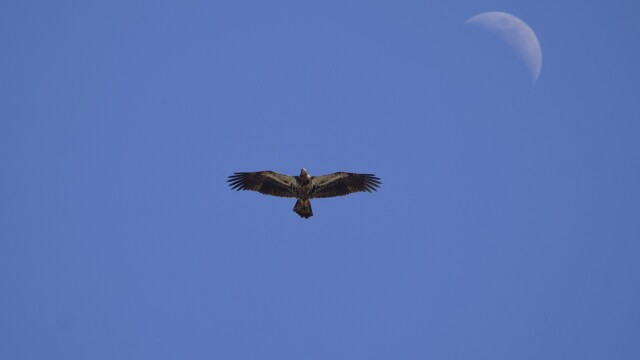 Death metal eagle and moon