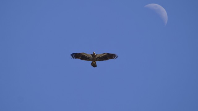 Death metal eagle and moon