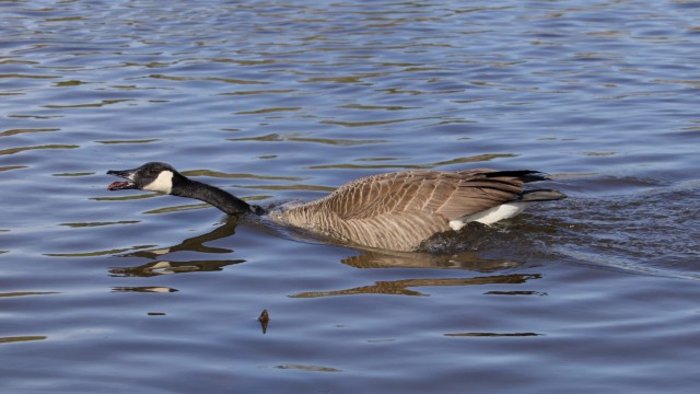Terrifying goose cruising the lake surface