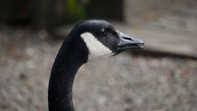 After the goose fight, the victor stands, ready to take on other challengers. HISS.