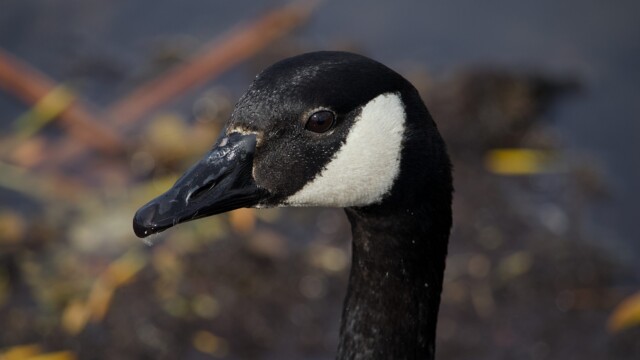 A goose thinks. I mean, it's possibly thinking.