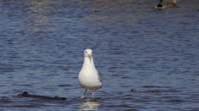 Gull on a log