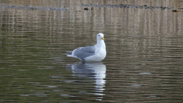 Gull perched on the surface of the lake