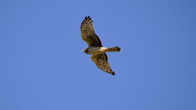 Northern harrier soaring above the marsh