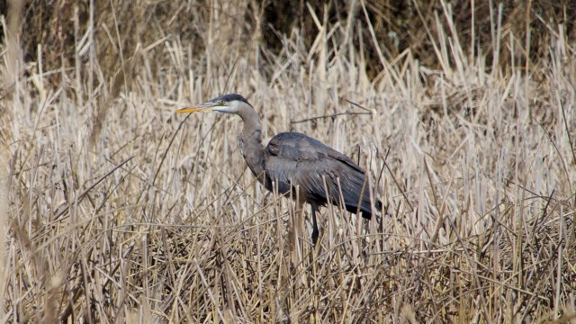 Heron in the tall grass