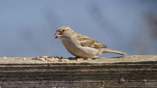 A house sparrow grabbing a snack