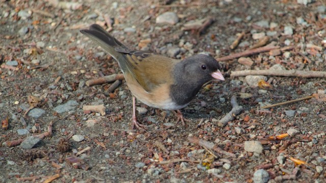For me, a rare in-focus shot of a junco feeding on the ground