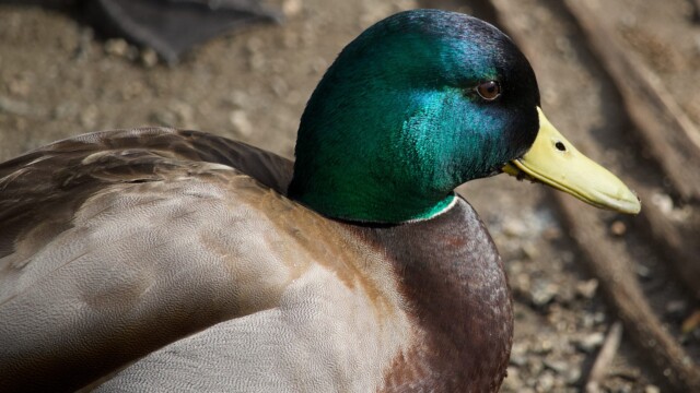 A shiny male mallard