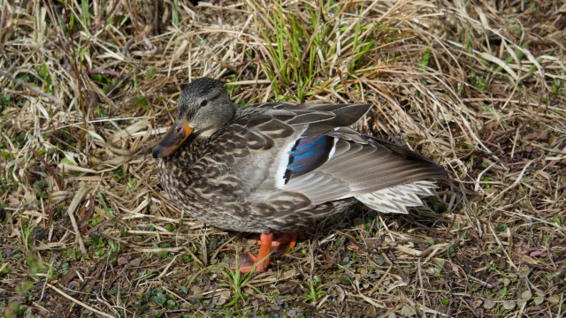 Mallard in the grass
