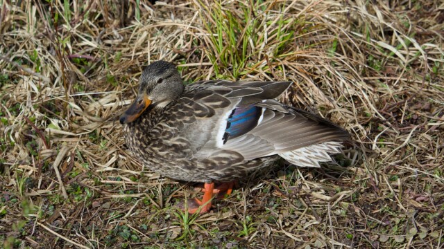 Mallard in the grass
