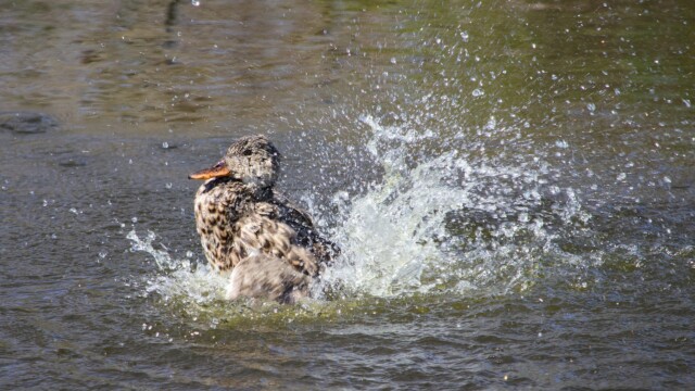 Female mallard getting splashy