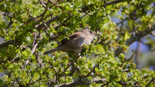 Marsh wren among the branches