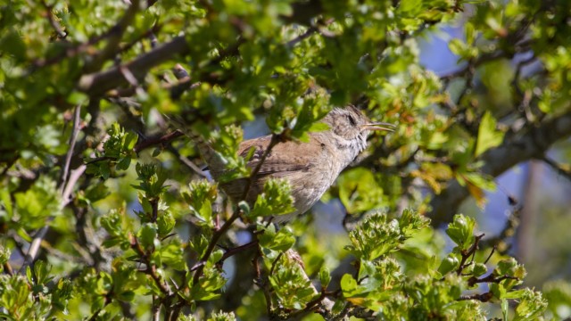 Marsh wren singing