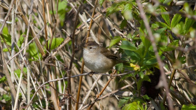Not perfect focus, but getting a full shot of a marsh wren is one of those "just take it" things