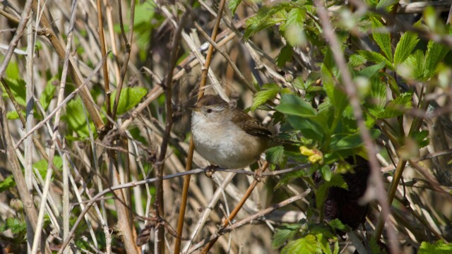 Not perfect focus, but getting a full shot of a marsh wren is one of those "just take it" things