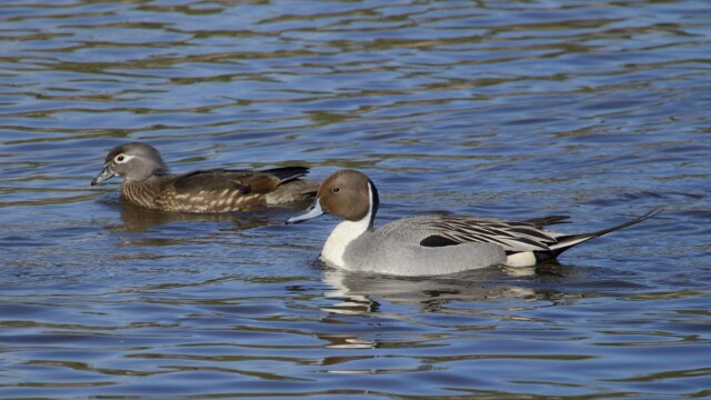 A wood duck and Northern pintail gliding alongside each other