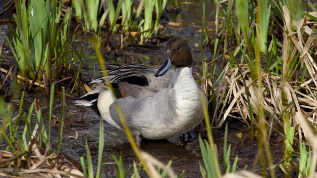 Northern pintail in the marshy shallows off the pier