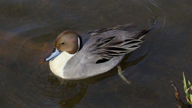 Pretty pintail
