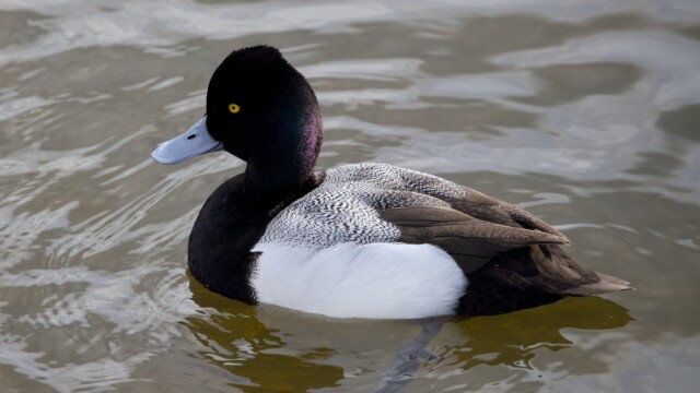 Male scaup gliding