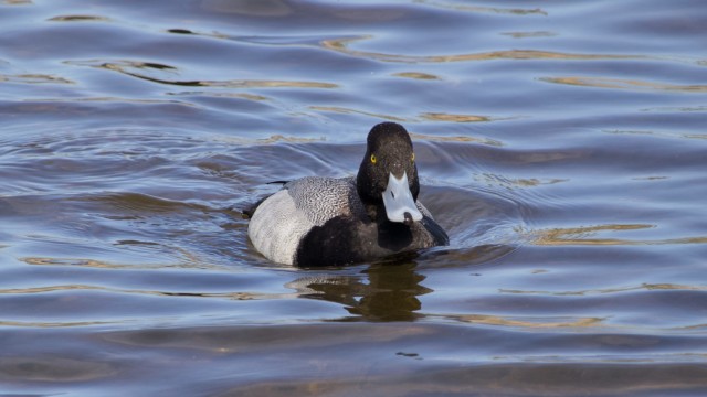 A scaup cruising toward the pier