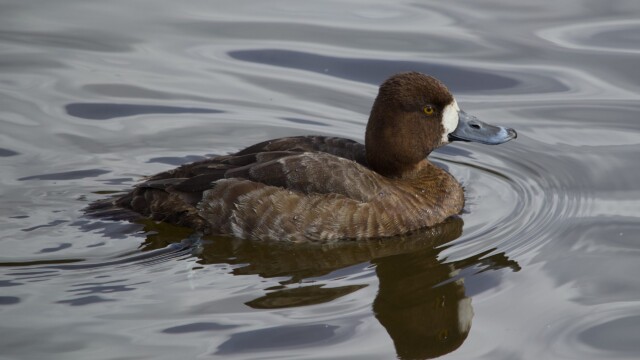 Female scaup gliding