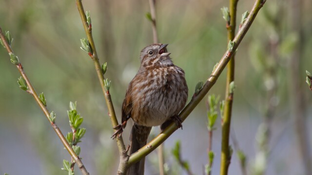 Song sparrow singing its song