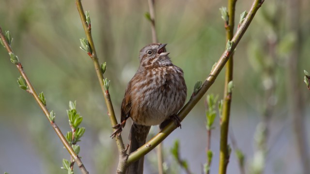 Song sparrow singing its song