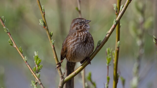 Song sparrow looking ruffled
