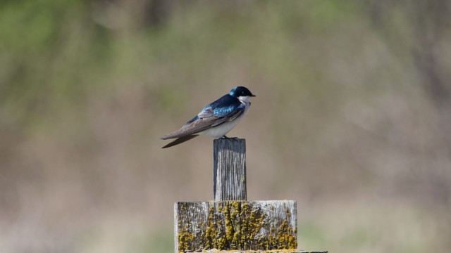 Tree swallow on a bird box