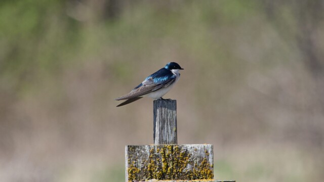Tree swallow on a bird box