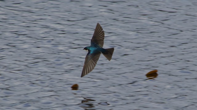 Tree swallow darting low over the lake
