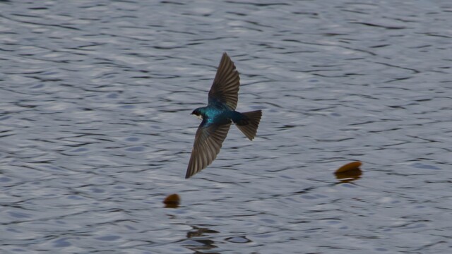 Tree swallow darting low over the lake