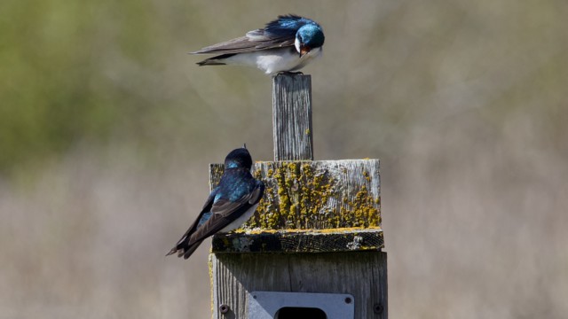 A pair of tree swallows having a conversation