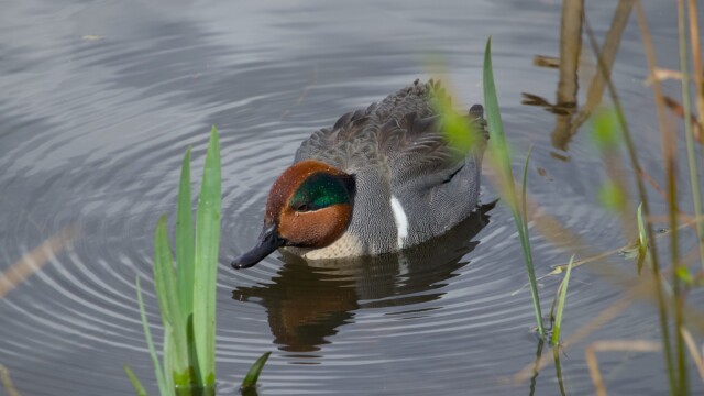 Green-winged teal