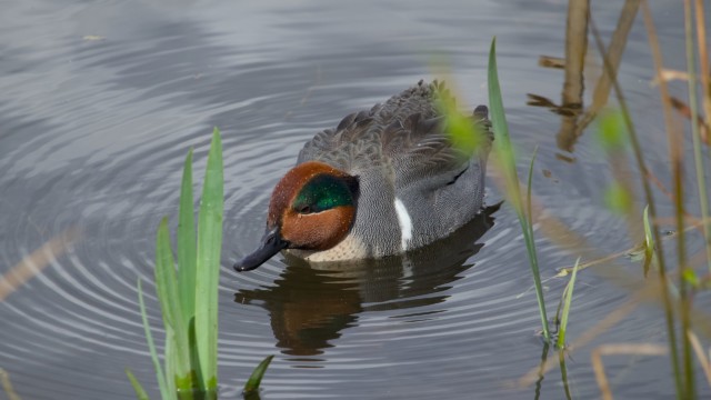Green-winged teal