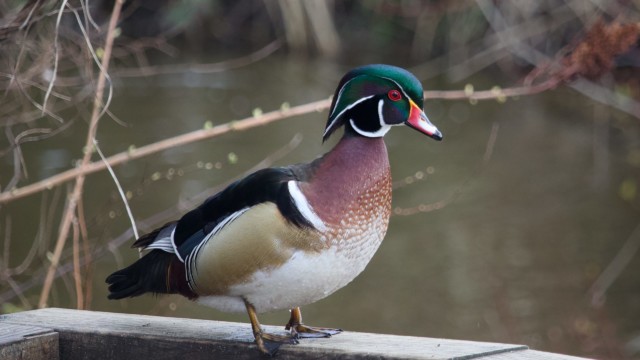 Wood duck ponders