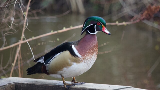 Wood duck ponders