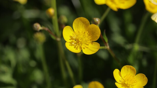 Buttercups!