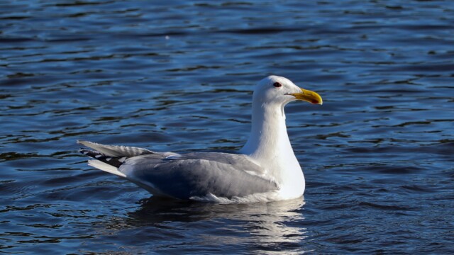 A western gull chilling out at Piper Spit.