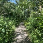 Verdant path leading to the stairs to Lower Hume Park.
