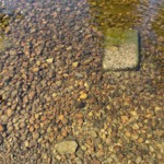 Peeking out from the water.